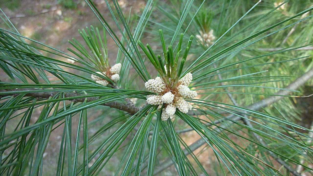 juvenile male pinecones and needles juvenile male pine cones and needles