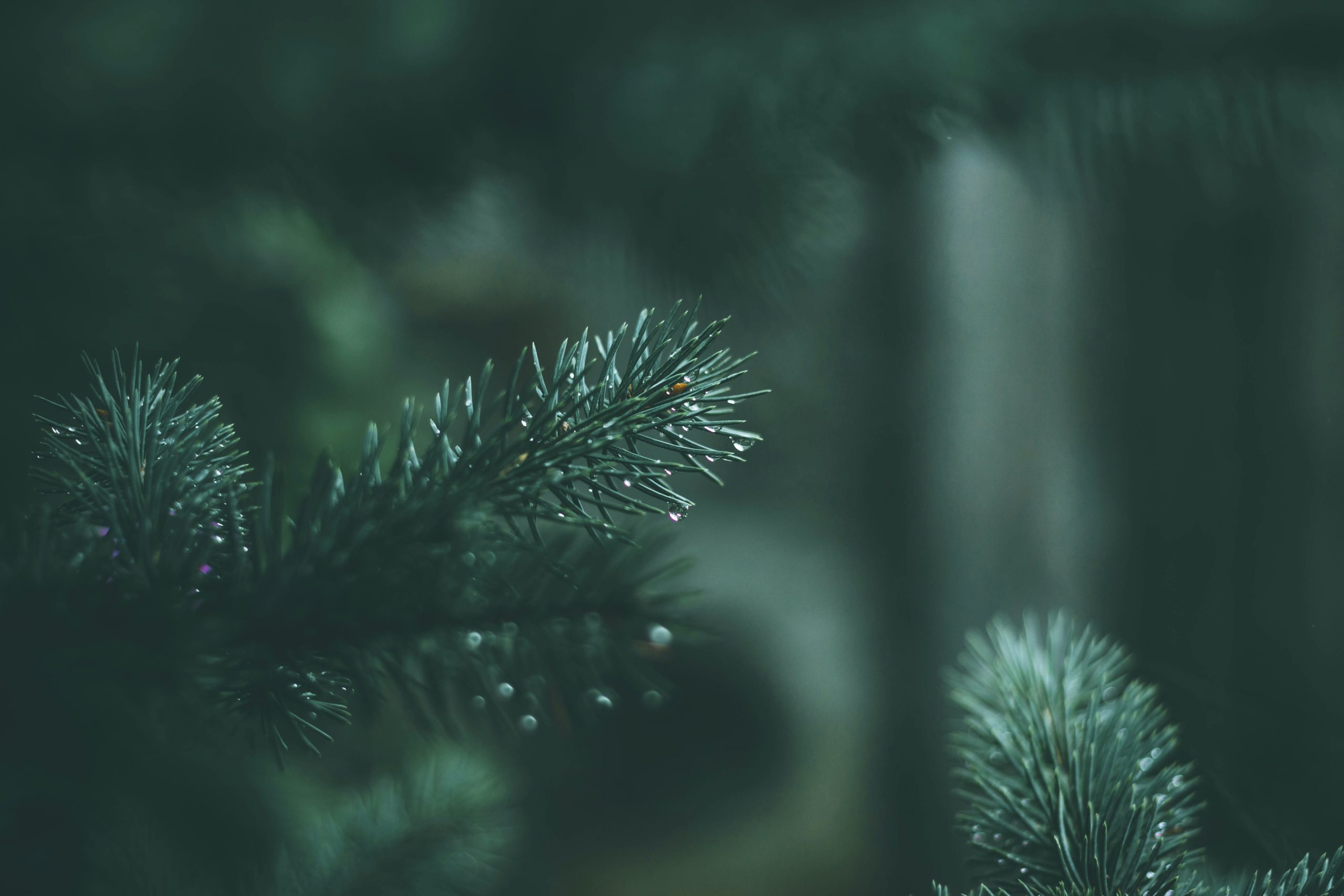 The Power of Pine Needle Tea for Respiratory Health, Immunity, and More