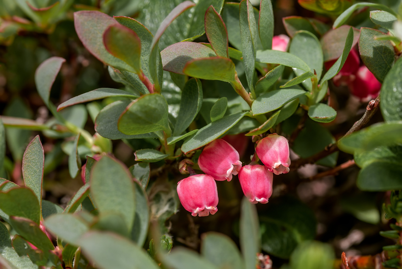 Nicole Apelian with tincture Alpine Blueberry (Vaccinium uliginosum)