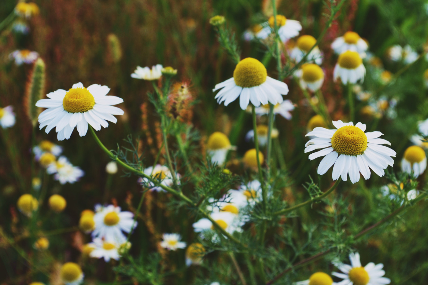 garlic bulbs chamomile plant and flowers