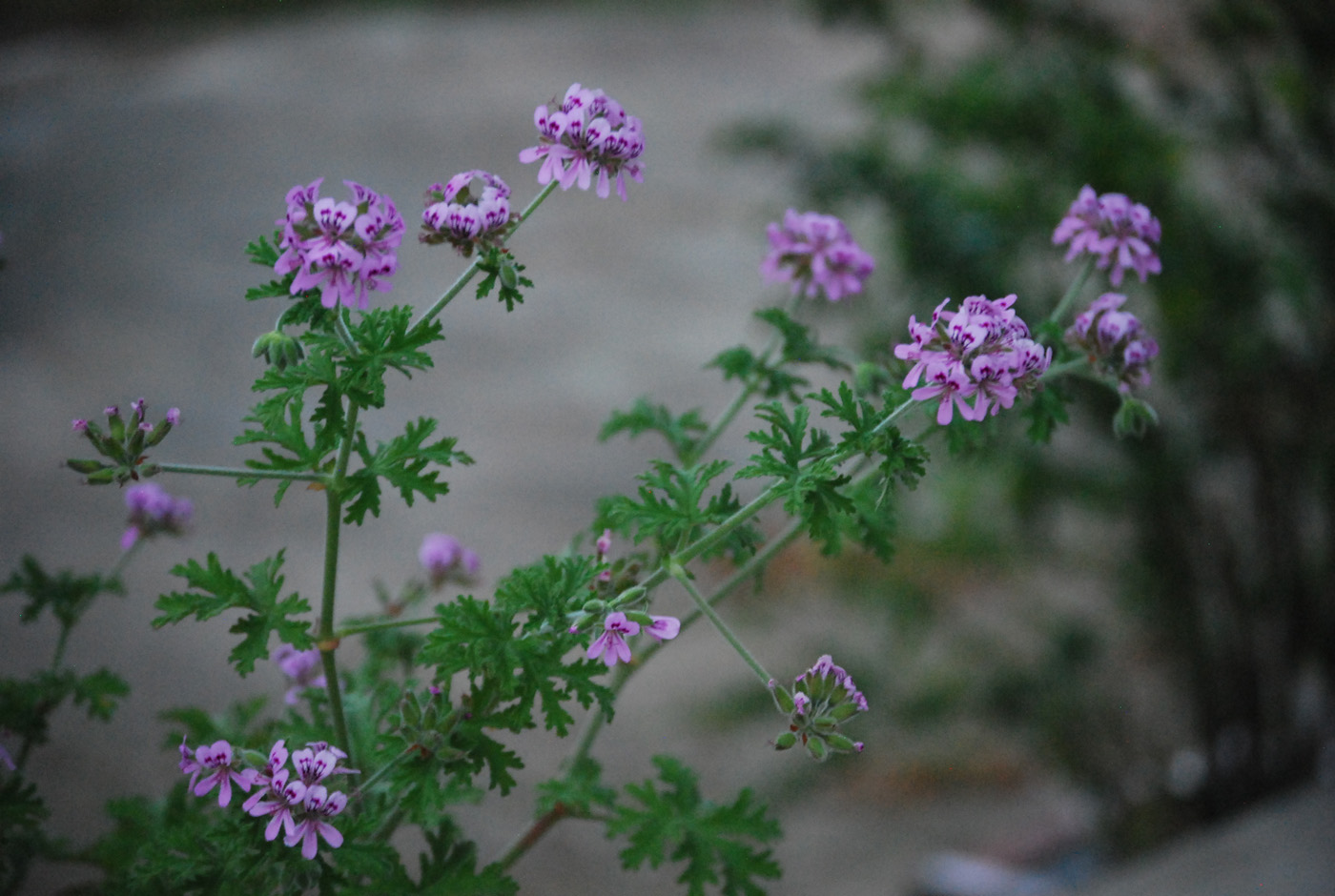 Flowered Citronella Plant in Garden Flowered Citronella Plant in Garden