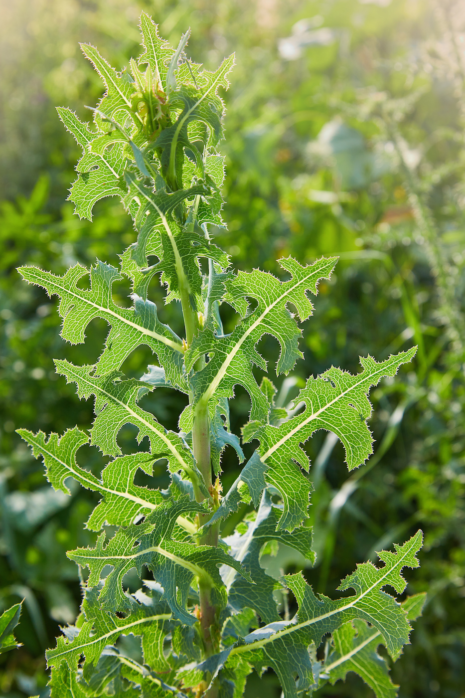 yellow flower of lactuta virosa Prickly wild lettuce plant