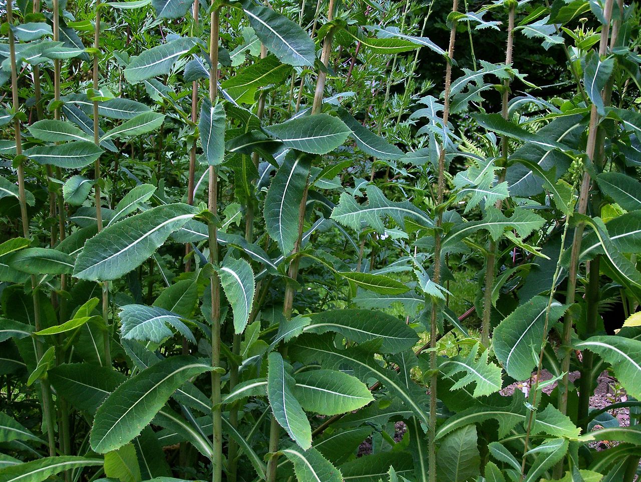 Suffering from pain, inflammation, or insomnia? Wild lettuce may help