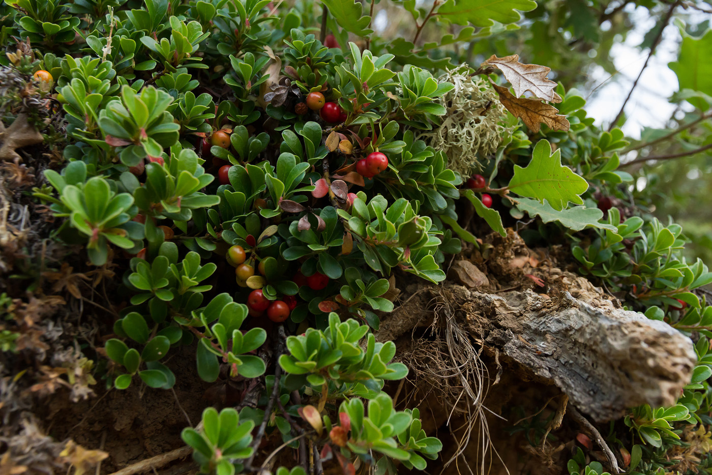 Flowered Citronella Plant in Garden Plant with medicinal properties. Leaves and ripe berries of bear