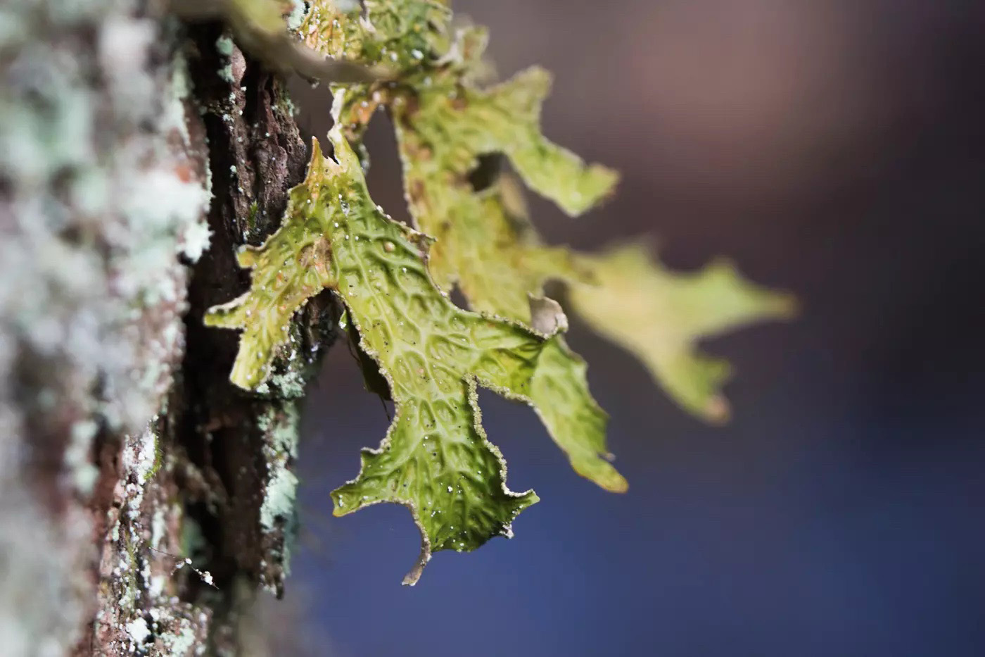 Nicole Apelian with tincture Lobaria pulmonaria, or oak lungwort rare lichens in the primary beech forest that growing on the bark old trees