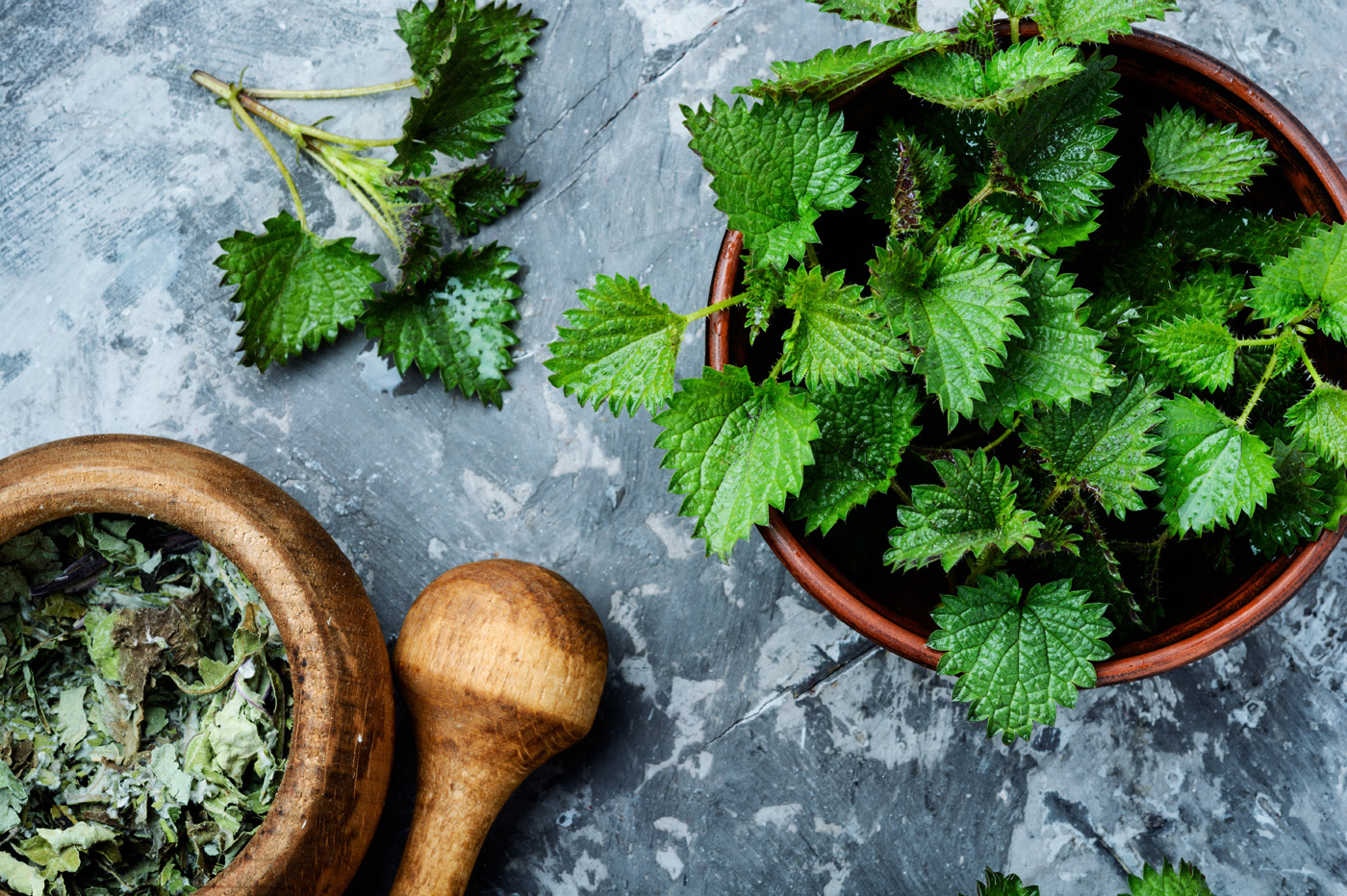 Flowered Citronella Plant in Garden Stinging nettles,urtica medical herb