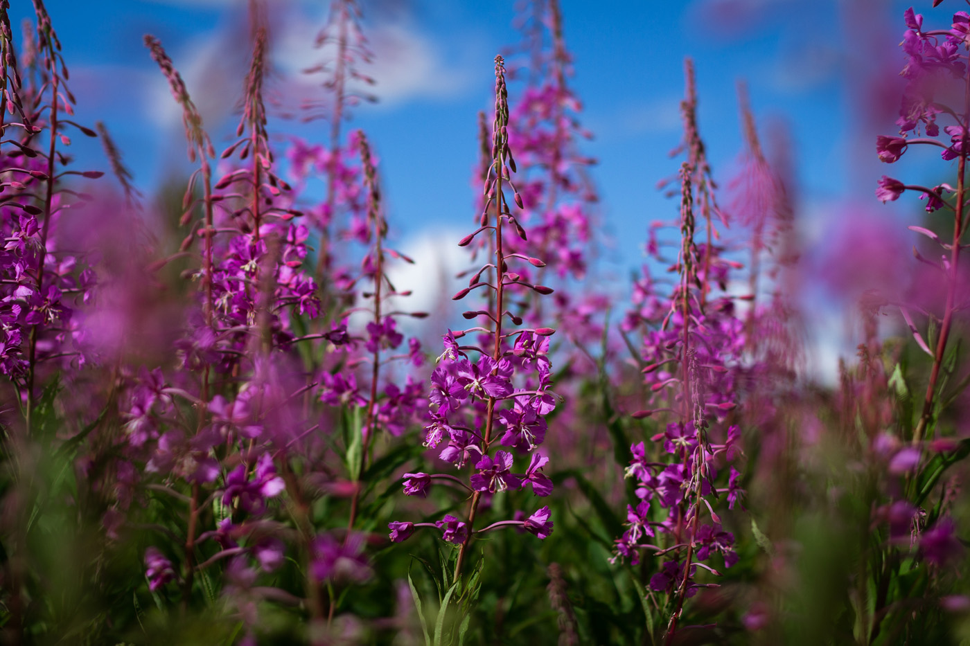 Nicole Apelian with tincture fireweed