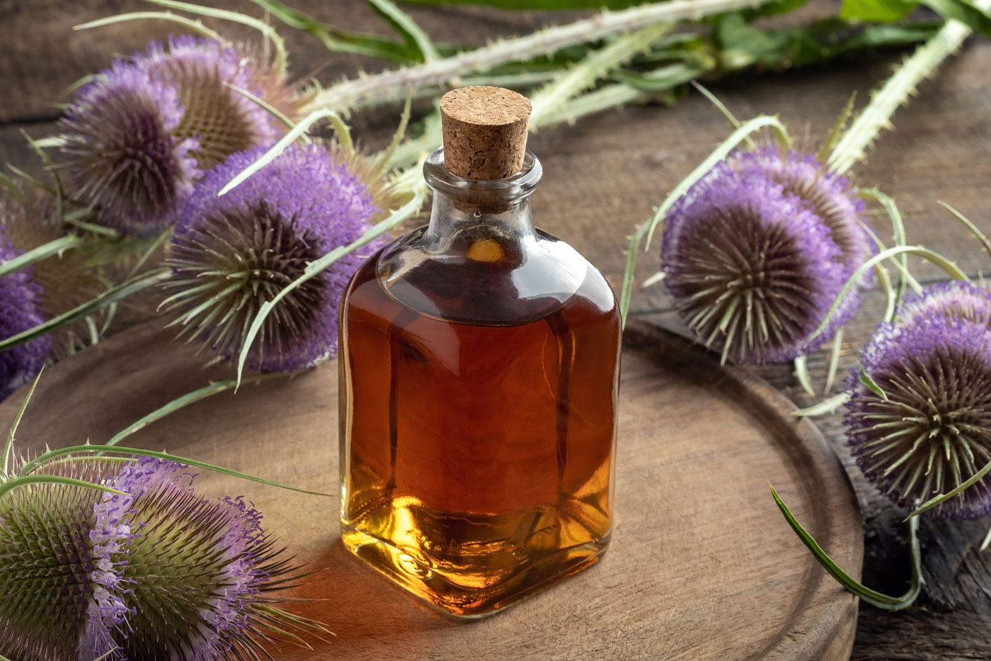 Flowered Citronella Plant in Garden tincture in a bottle with wild teasel flowers