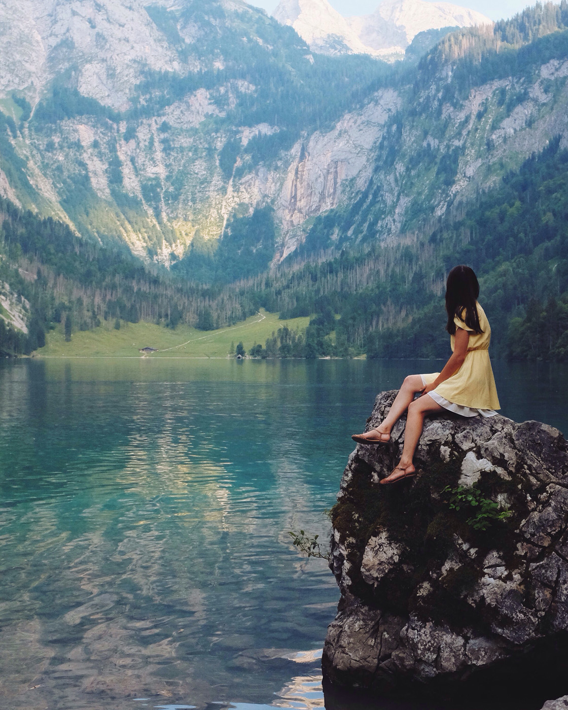 Flowered Citronella Plant in Garden woman on a rock at a mountain lake