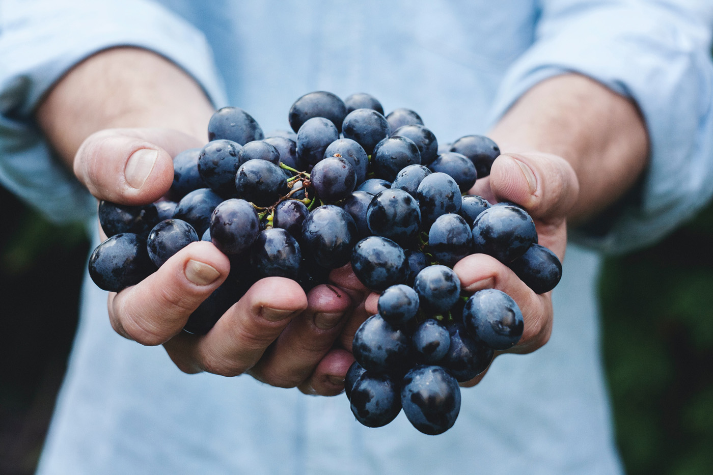 hands holding grapes hands holding grapes