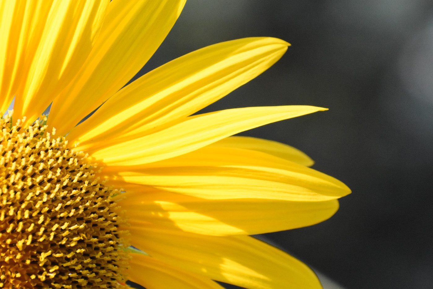 Herbal Focus: Jerusalem Artichoke (Helianthus tuberosus)