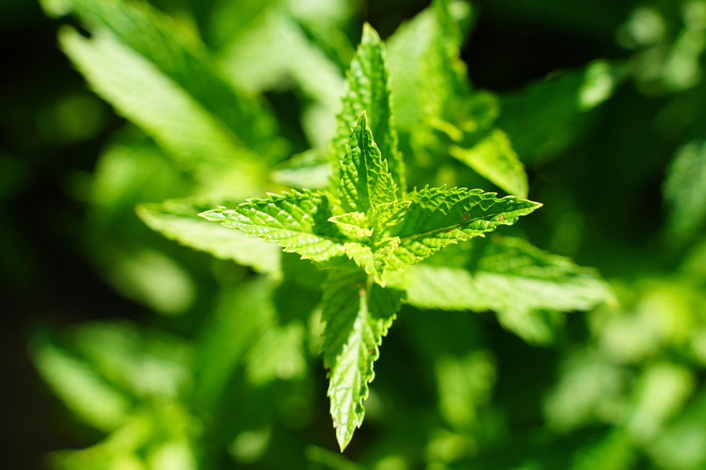 Flowered Citronella Plant in Garden lemon balm plant