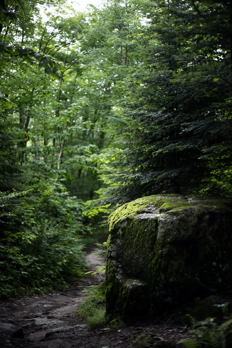 stone path through nature forest stone path through nature forest