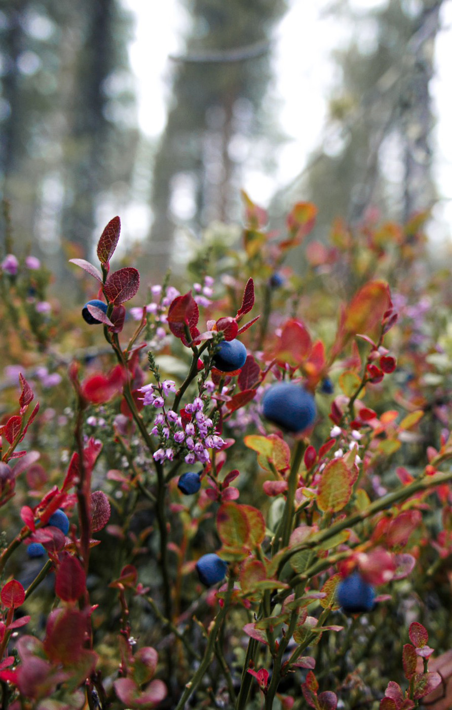 bilberry bush bilberry bush