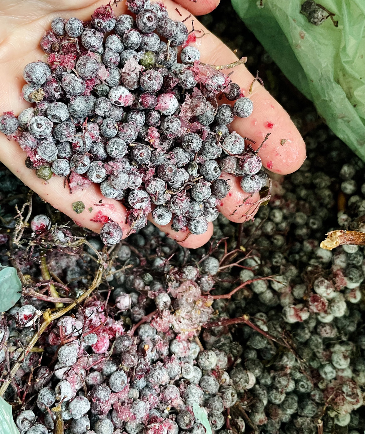 hand holding frozen elderberries hand holding frozen elderberries