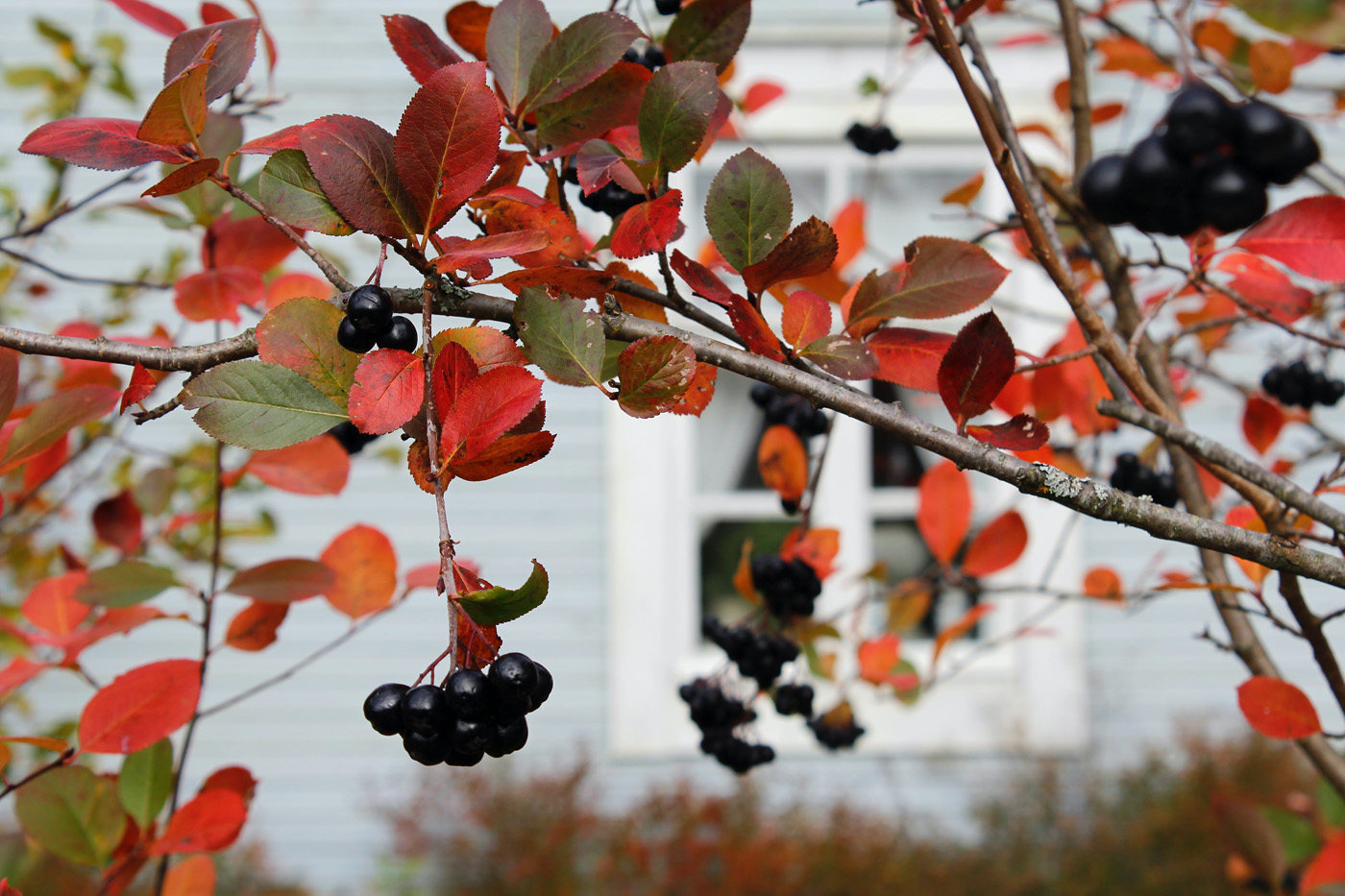 ripe elderberries hanging from tree with fall leaves ripe elderberries hanging from tree with fall leaves