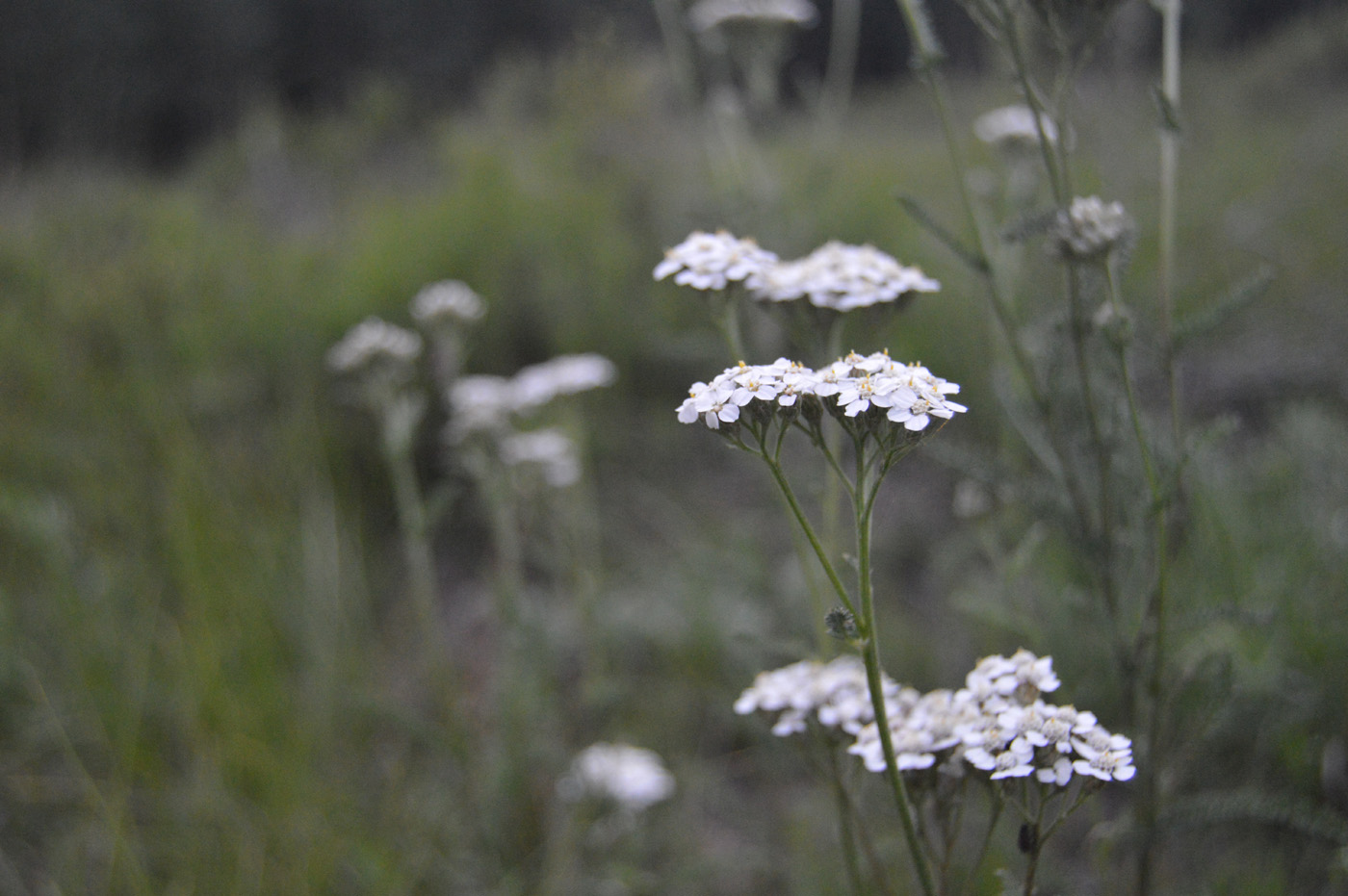 yarrow flowers yarrow flowers