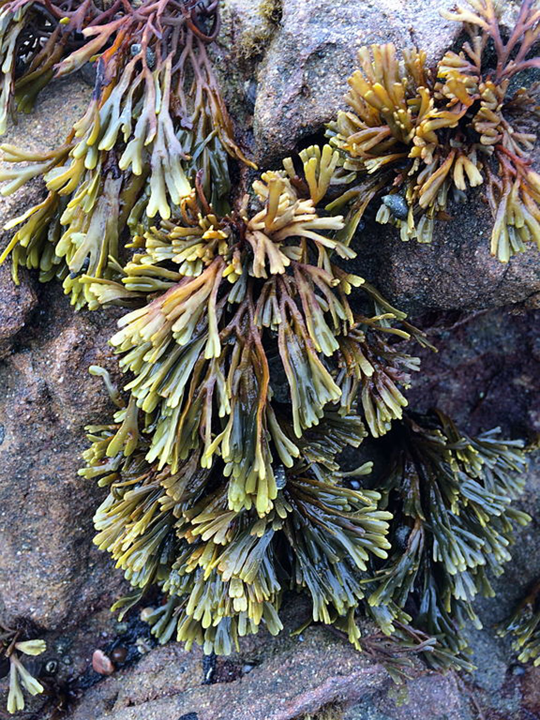 Dwarf Rockweed Dwarf Rockweed