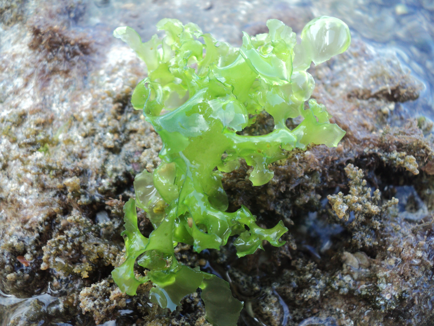 Sea Lettuce Sea Lettuce