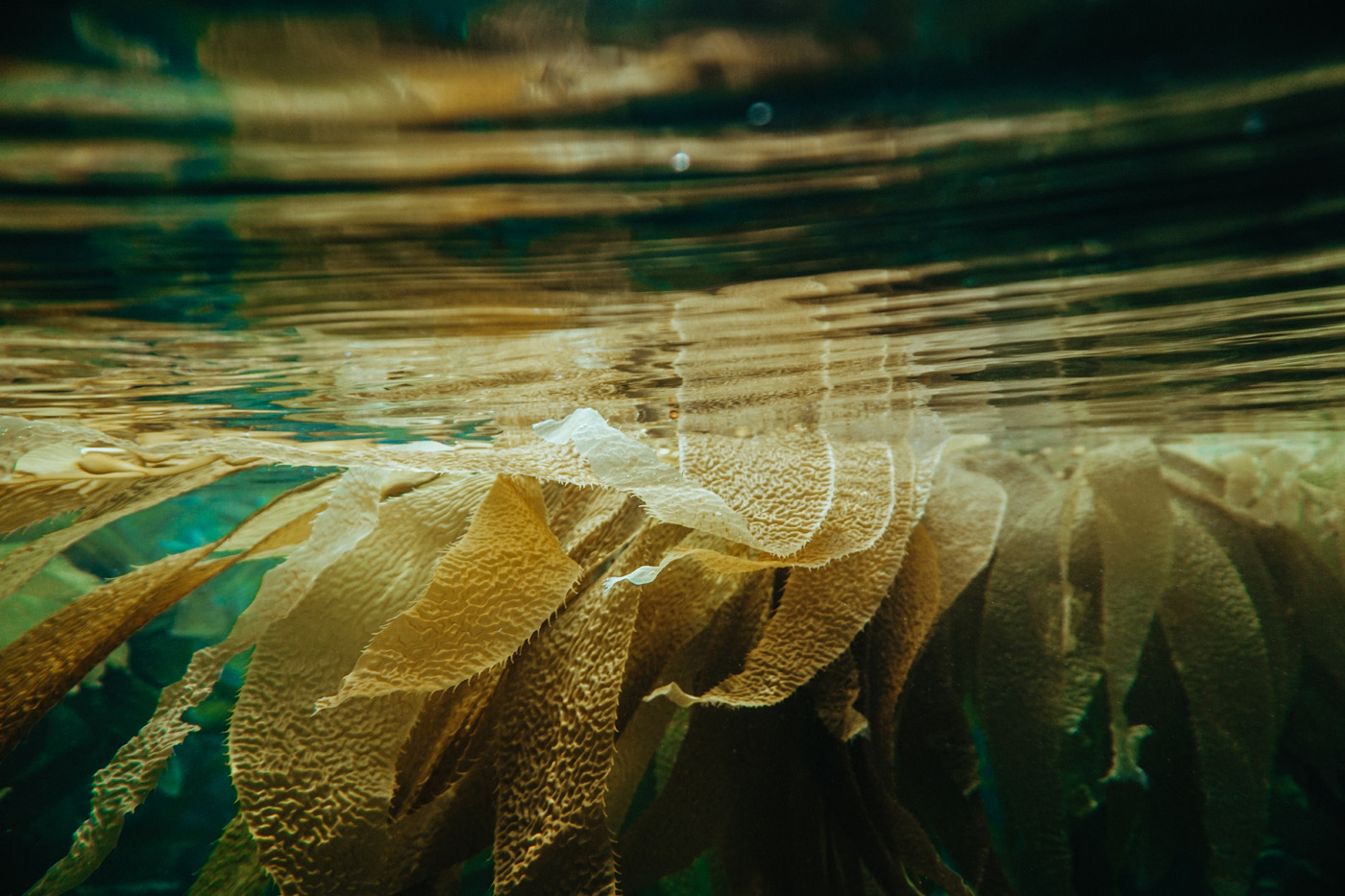 giant kelp giant kelp