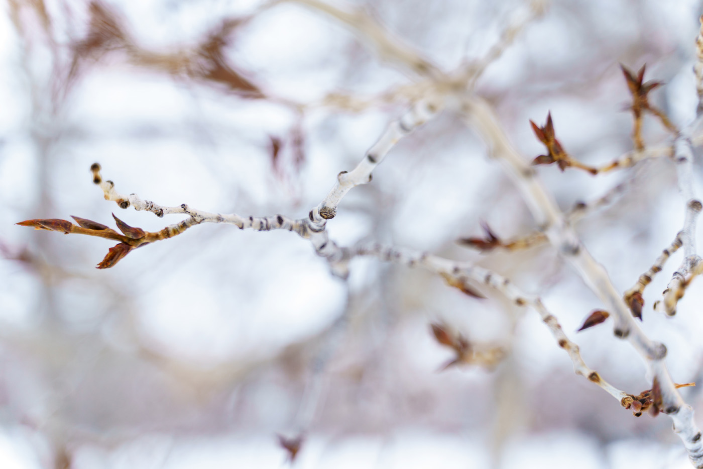 Macro Shot of Cottonwood Tree Branch Buds in Winter Macro Shot of Cottonwood Tree Branch Buds in Winter