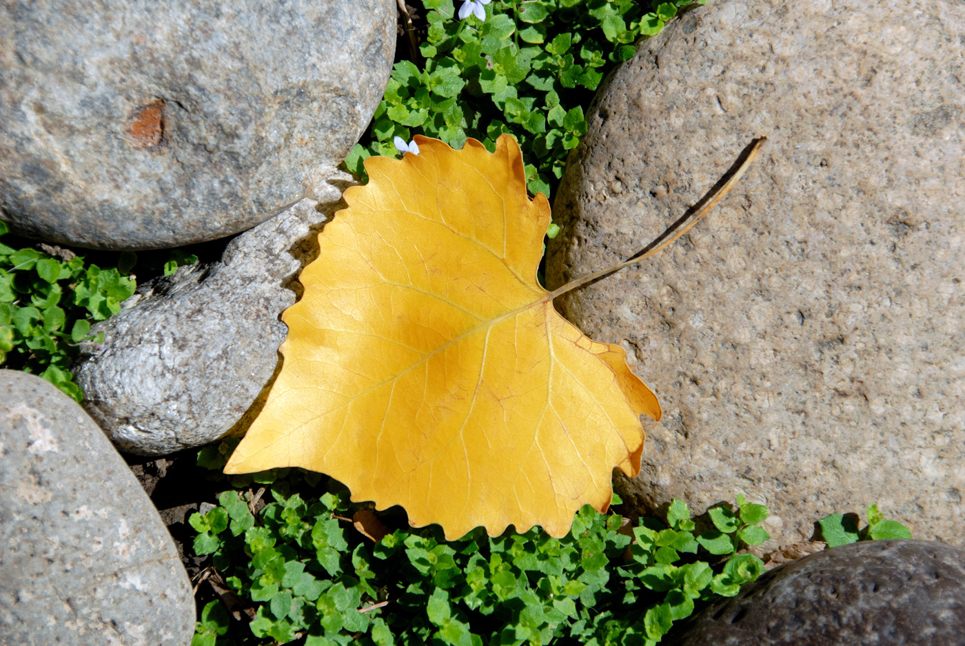 Yellow Cottonwood Leaf Yellow Cottonwood Leaf