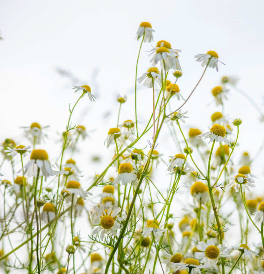chamomile plant and flowers chamomile plant and flowers
