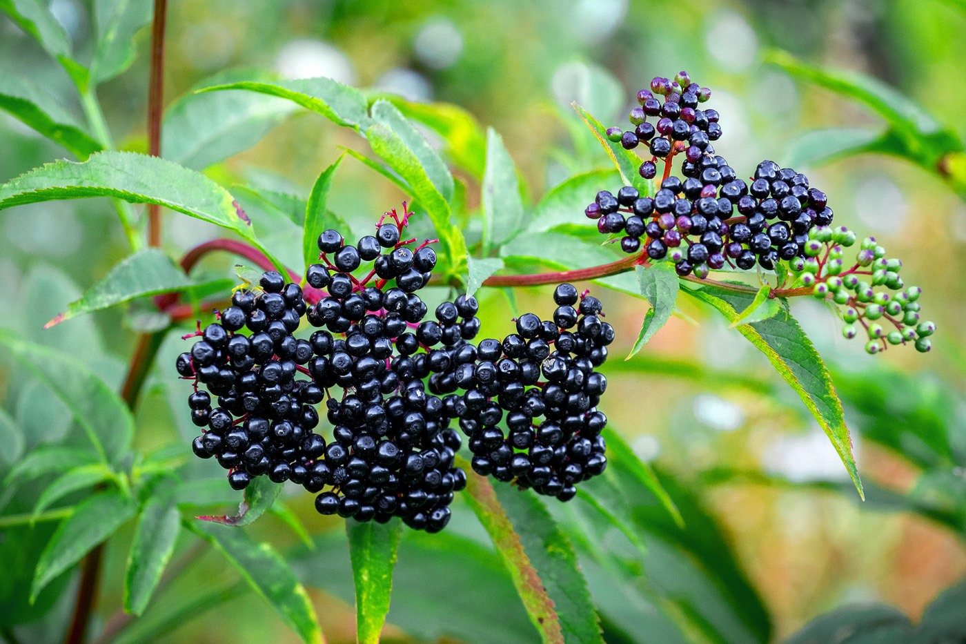 elderberry cluster elderberry cluster