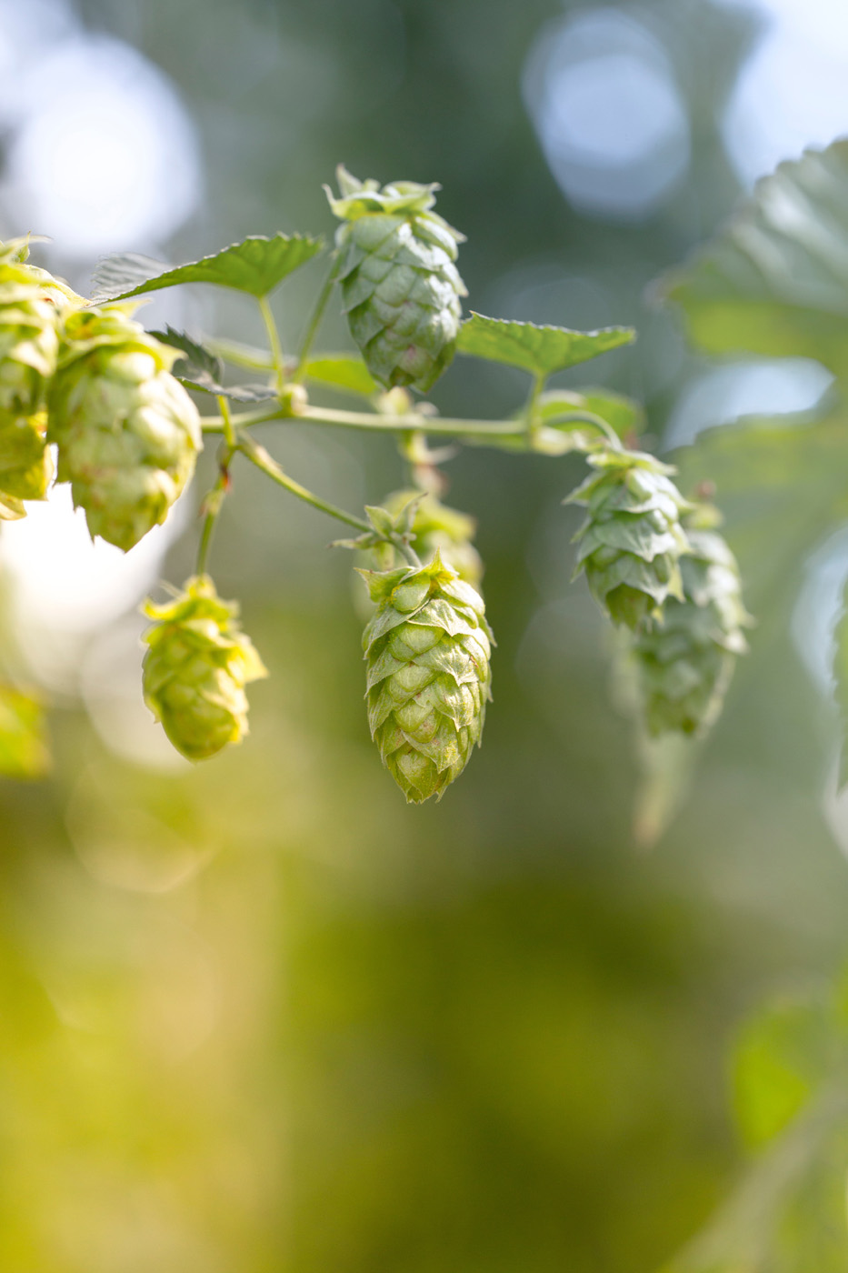 hops on vine hops on vine