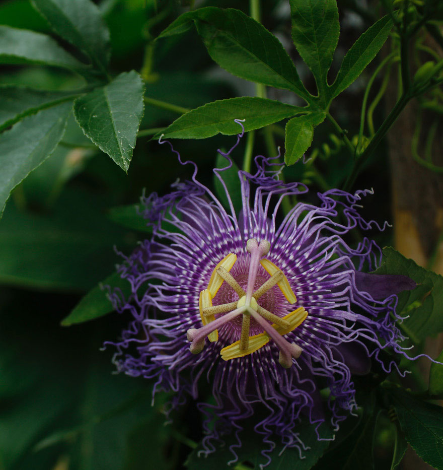 passion flower plant passion flower plant