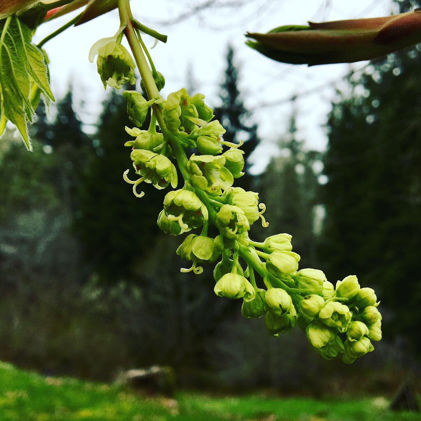 Big Leaf Maple Buds Big Leaf Maple Buds