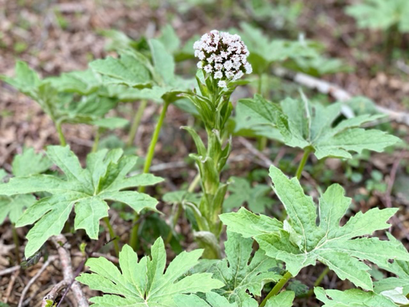 Butterbur flower Butterbur flower