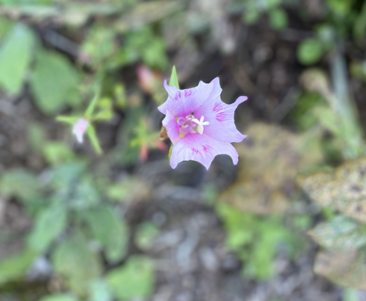 Marshmallow flower in Nicole Apelians garden Marshmallow flower in Nicole Apelians garden