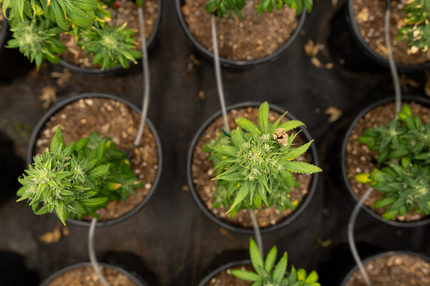 Cannabis plants Cannabis plants