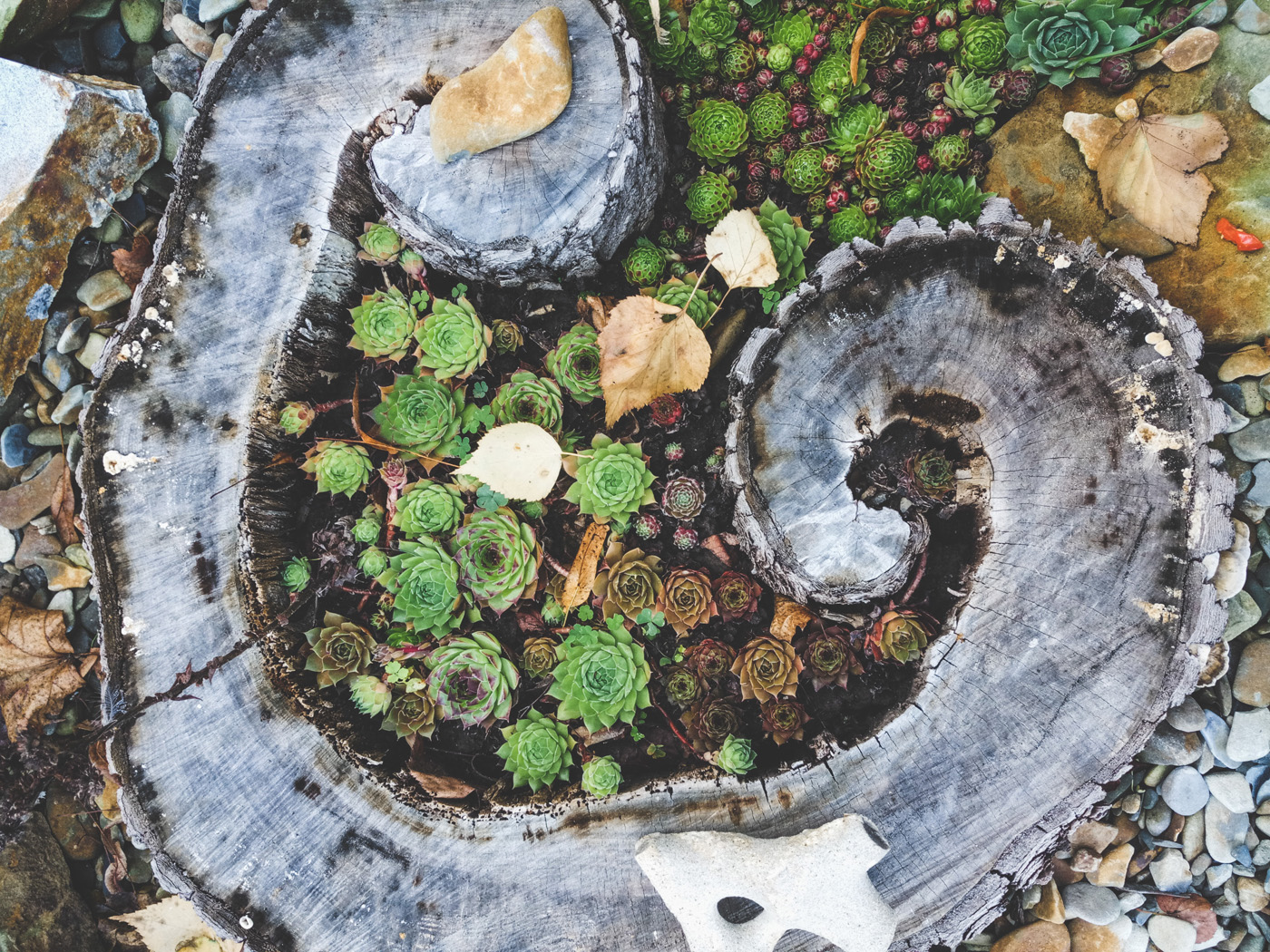 Succulents growing inside tree trunk Succulents growing inside tree trunk