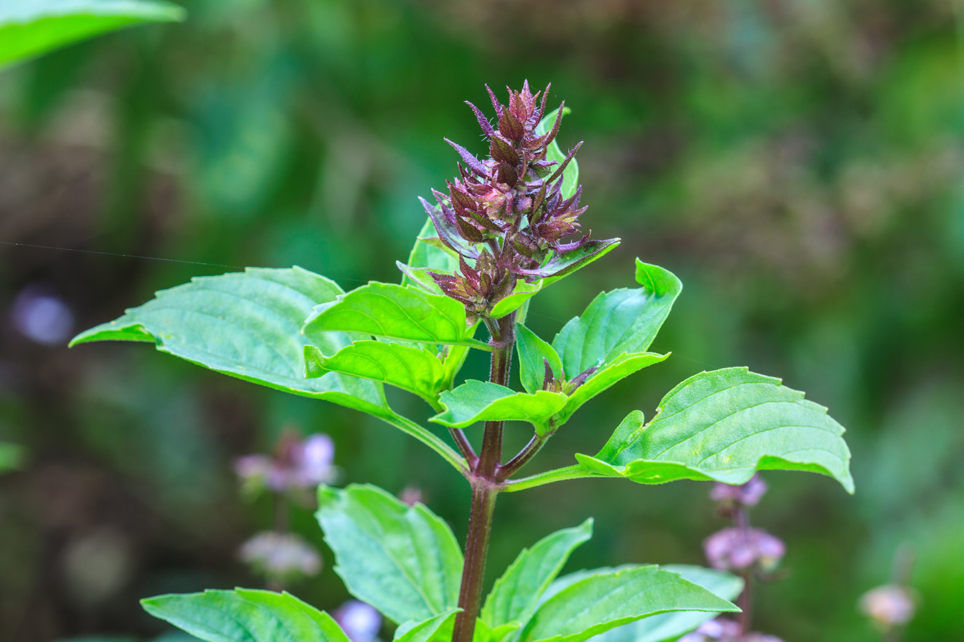 Herbal Focus: Holy Basil(Ocimum tenuiflorum/Ocimum sanctum)