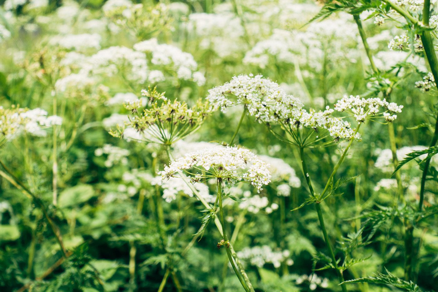 white yarrow