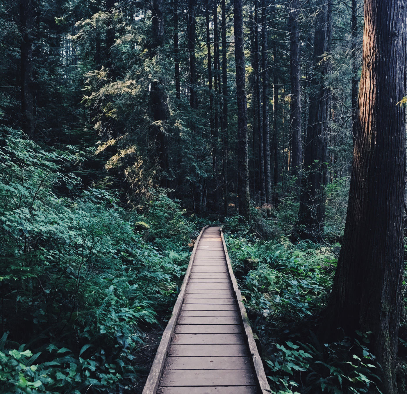 Wooden plank trail through forest Wooden plank trail through forest