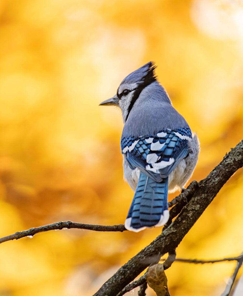 blue-jay-on-tree-branch-in-golden-leaves blue jay on branch in golden leaves