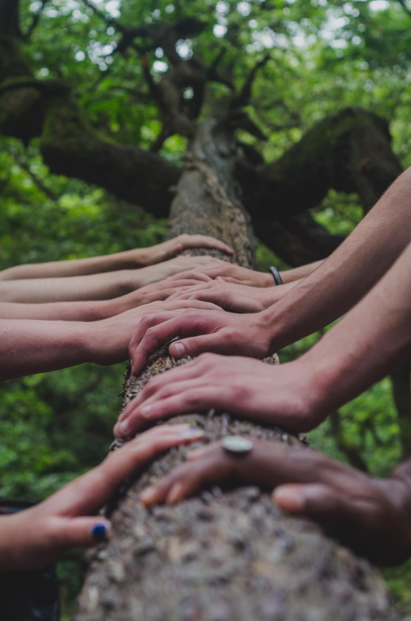 many hands on a tree trunk in the forest many hands on a tree trunk in the forest
