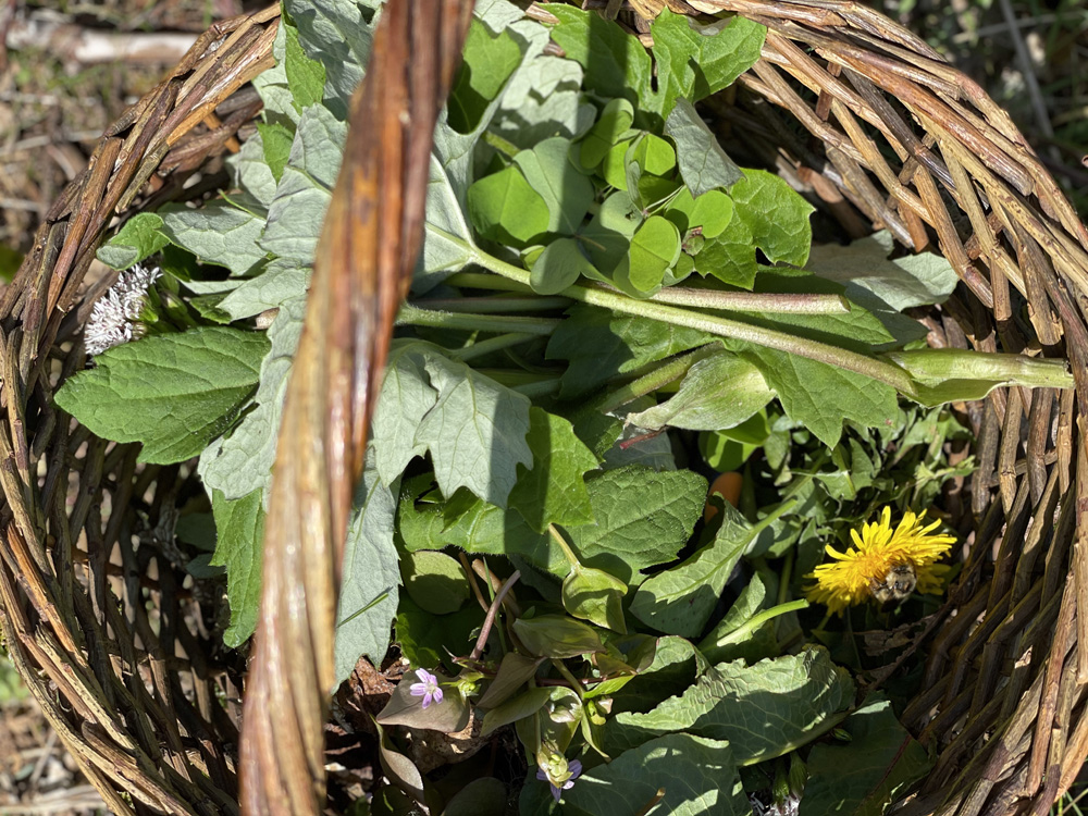 Basket of edible greens Basket of edible greens