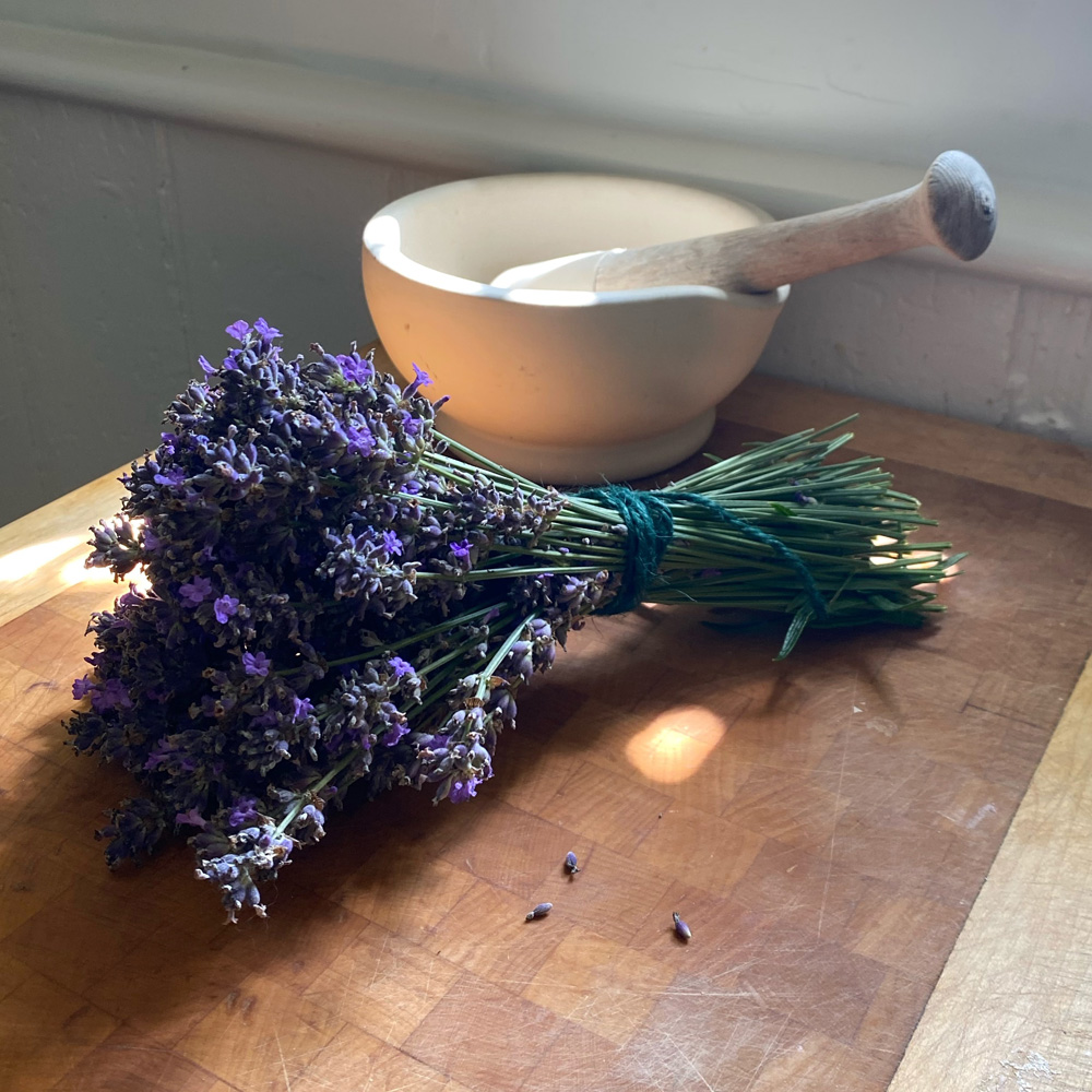 bunch of lavender with mortar and pestle bunch of lavender with mortar and pestle