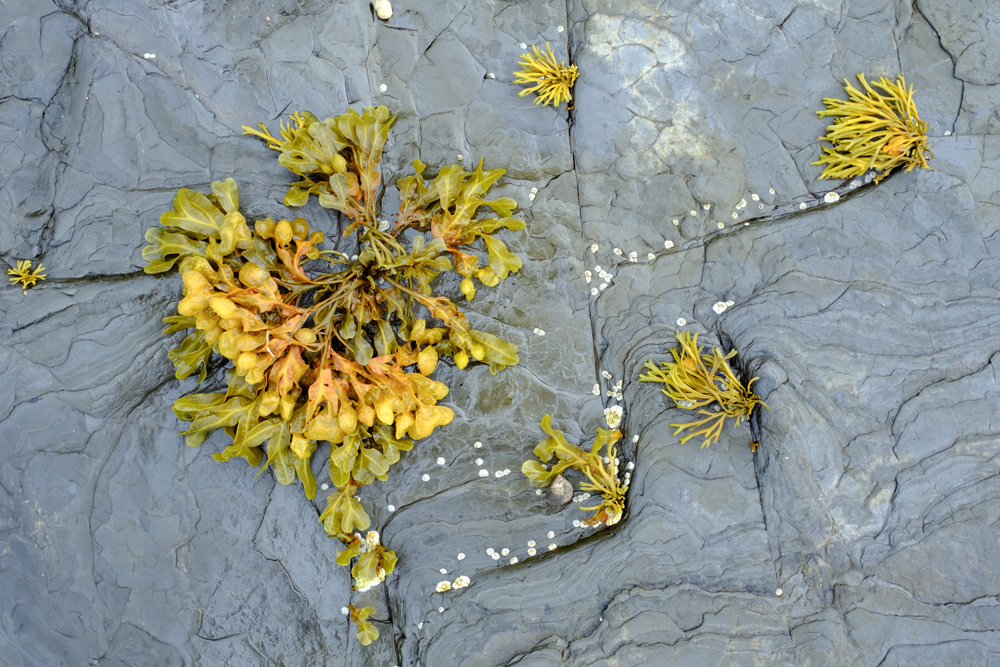 Herbal Focus: Bladderwrack(Focus vesiculosus)