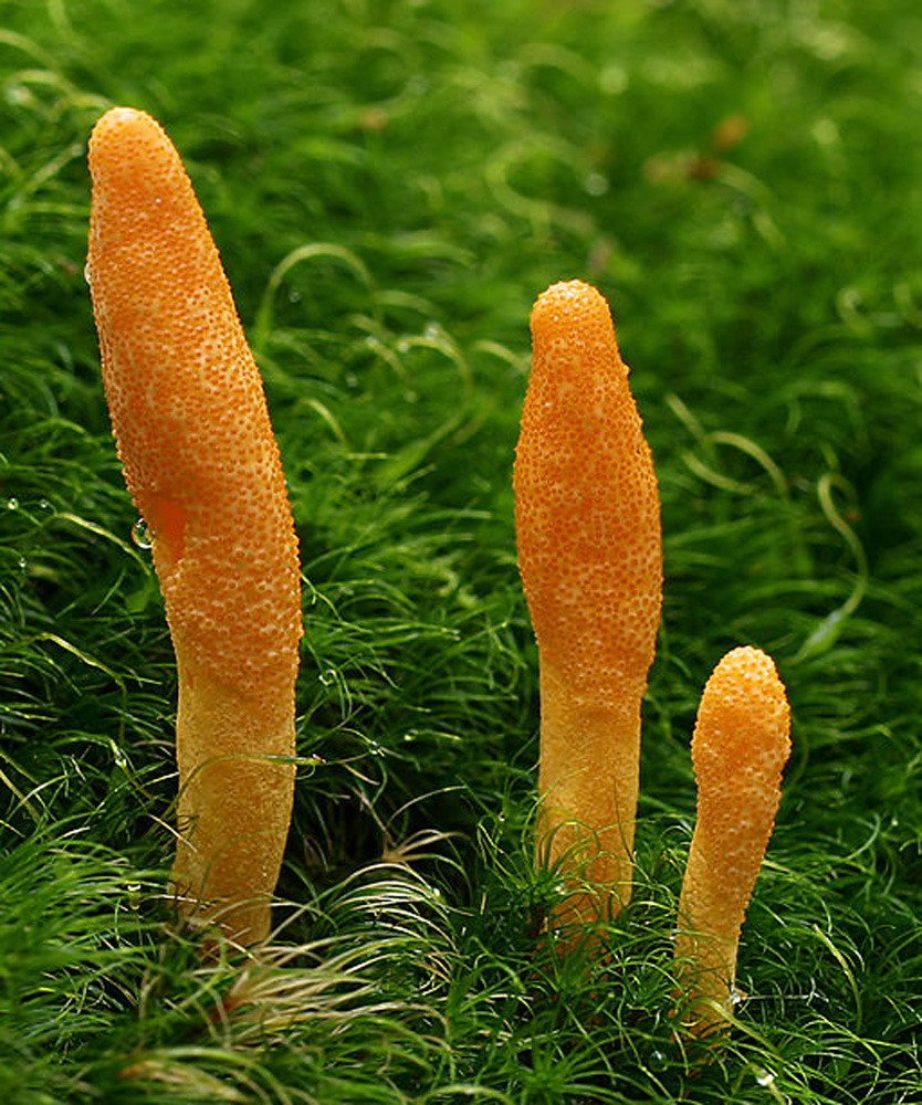 Cordyceps militaris growing in moss Cordyceps militaris growing in moss