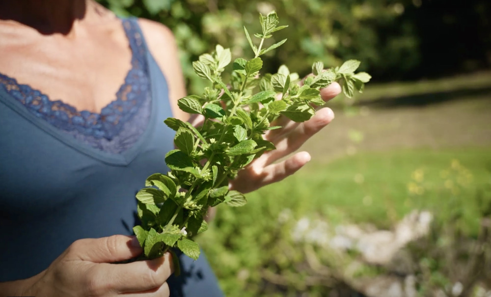 Nicole Apelian lemon balm harvest close up garden Nicole Apelian lemon balm harvest close up garden