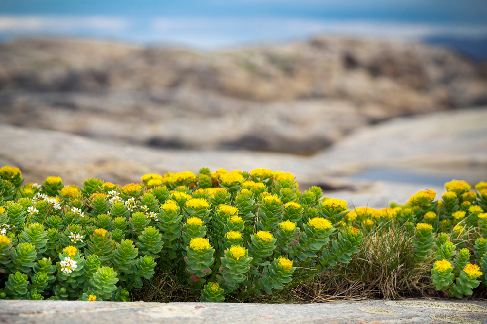 Herbal Focus: Golden Root Rhodiola rosea
