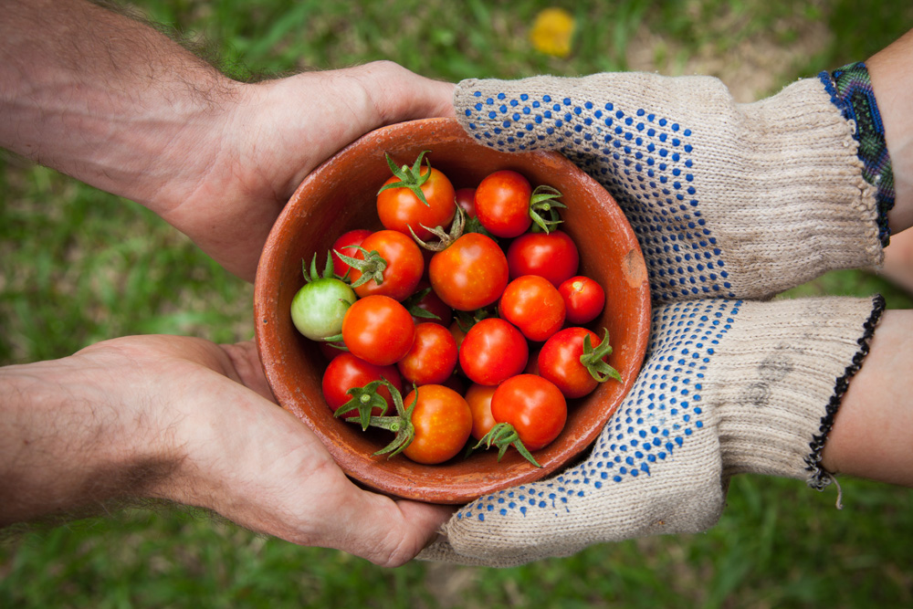 gardeners hands holding bowl of freshly picked cherry tomatoes gardeners hands holding bowl of freshly picked cherry tomatoes