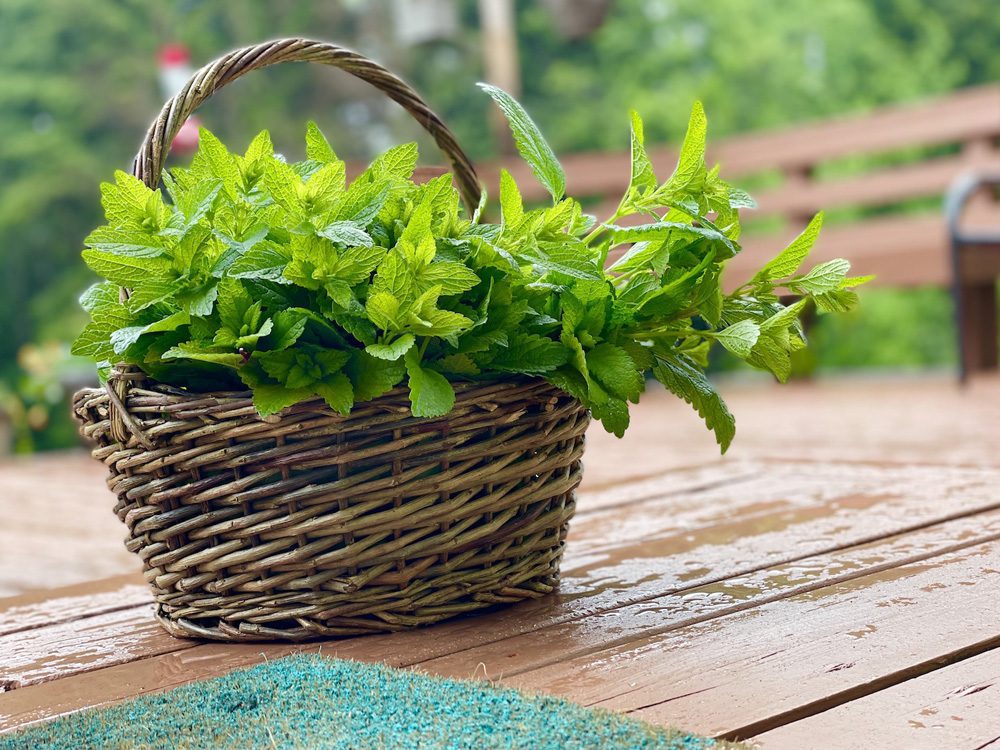 Lemon Balm in basket Lemon Balm in basket