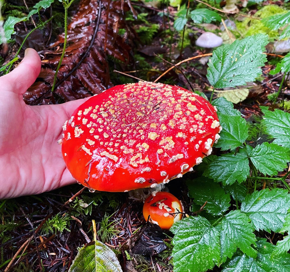Amanita muscaria: A Legendary Mushroom With a Healthy Twist