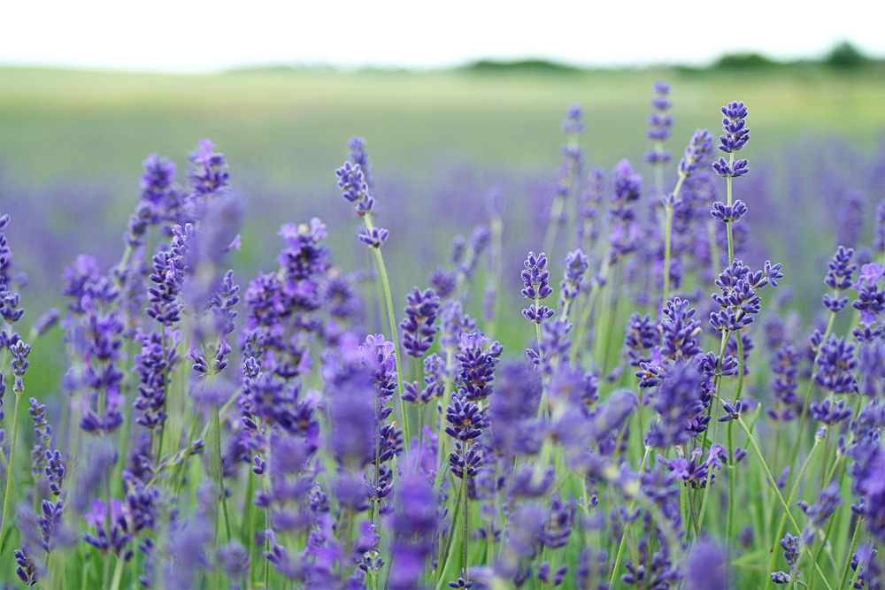 field of lavender field of lavender